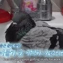 비둘기미용실 이미지