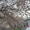 여좌남로 | [진해] 2026 군항제 4월 2일 방문 후기｜벚꽃 개화, 주차, 먹거리 총정리 🌸