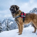 도그레온 이미지