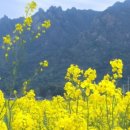 봄이 왔나 봄 이미지