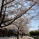 한솥도시락(경북대정문점) | 2026 대구 경북 대학교 벚꽃 실시간 개화 상황: 주차 꿀팁부터 명당 포토존 총 정리