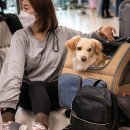 (주)반려동물털로덮인친구들 이미지