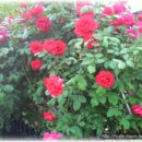 백우주유소 이미지