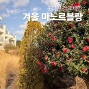 수종농장 | 마노르블랑 동백 실시간, 1월 중순 방문 후기 (솔직 정리)