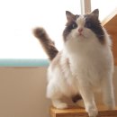 캣파라다이스 일산점 이미지