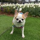 하늘펜션 | [내돈내산] 강아지랑 함께 가는 국내 가족 여행! 태안 하늘N펜션 후기 + 주차