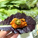 아찌네 | 쌈채소 샐러드야채 맛있는 짱아찌네농장 모듬쌈 추천