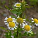 노고단-2 이미지