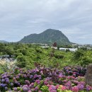 금산힐링푸드영농조합법인 | My 일상 _ 제주도