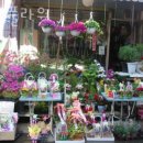 리빙플라워 이미지