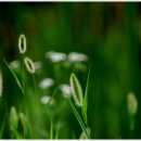 강아지풀 이미지