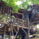 Tree House 이미지