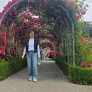 장미회집 이미지