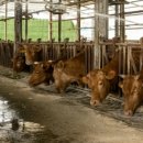 남육기농장 | 사료 효율과 육질 등급, '흡수율'의 한계를 뚫어야 돈이 됩니다!