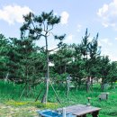 흥덕4로 15번길5 | [공지] (캠핑) 동해 “망상오토캠핑장” 다녀온 후기 및 명당 팁! / feat. 자동차 캠핑장 15번