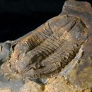 한국지질자원연구원 지질박물관 이미지