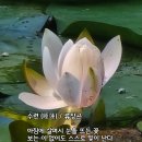 수련 티스토리