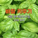 대림환경 | 집에서 바질 키우기, 대림 원예종묘 바질 구매 후기!
