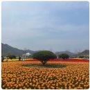 낙동강 벚꽃축제 푸드존 이미지