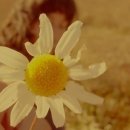 포근하개 이미지