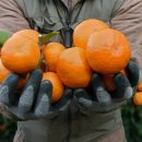 마소물로 이미지