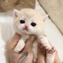 천안고양이 분양 냥블리 이미지