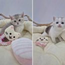 창원고양이분양 퍼스트캣 창원점 | 다양한 품종의 고양이를 만나보는 창원고양이분양 퍼스트캣 창원점