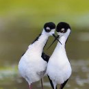 Black-necked Stilts courting 이미지