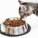 나만 없어 고양이 이미지