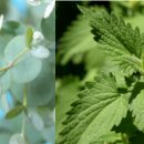 강성은꽃 이미지