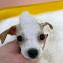 댕댕미작 이미지