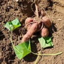 고구마의 날 이미지