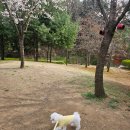 몽글댕글 네이버블로그