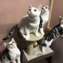 아메숏 캐터리 이미지