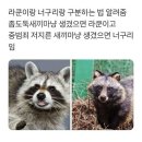 너구리pc 이미지