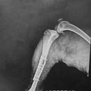 비봉진돗개 이미지