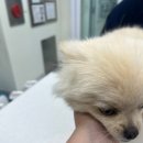 전주 송천동 동물병원 포레스트동물메디컬 센터 하니 중성화수술 내돈내산 솔직후기