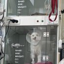 산내동물병원 이미지