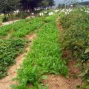 나복농장 이미지