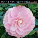 미국 명품동백꽃 판매-113번 "명:해피 홀리데이/ Happy Holidays (행복한 휴일) 국내 첫 소개 이미지