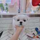 아롱애견미용실 이미지