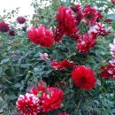 청평역 앞 이미지