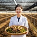 인삼 부작용 및 주의사항: 보약이 독이 되지 않게 하는 지혜로운 가이드