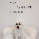 눈이부시개 | 대구 비숑미용 제일 잘하는 ‘옥포지구 눈이부시개’ 애견미용실