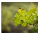 리노다방 이미지