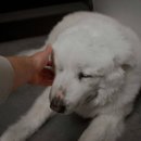 라온 동물 메디컬센터 이미지