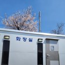 가파보건진료소 | 현풍 달창지 벚꽃축제 3월28일 개막일 다녀온 솔직후기