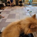 펫티 | 마곡 실내 애견카페 펫티! 동반견 없이 혼자 간 펫티 방문 후기!