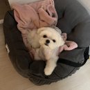 멍냥싸롱 이미지