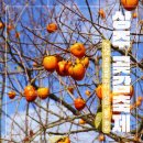 상주곶감공원 야외 | 상주곶감축제 2026 가수 일정 장소 주차 가는법 후기 총정리